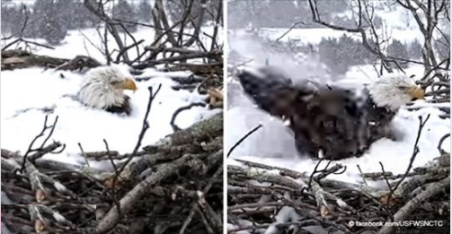 Adler-Mama schützt ihr Nest, während sie mit Schnee bedeckt ist